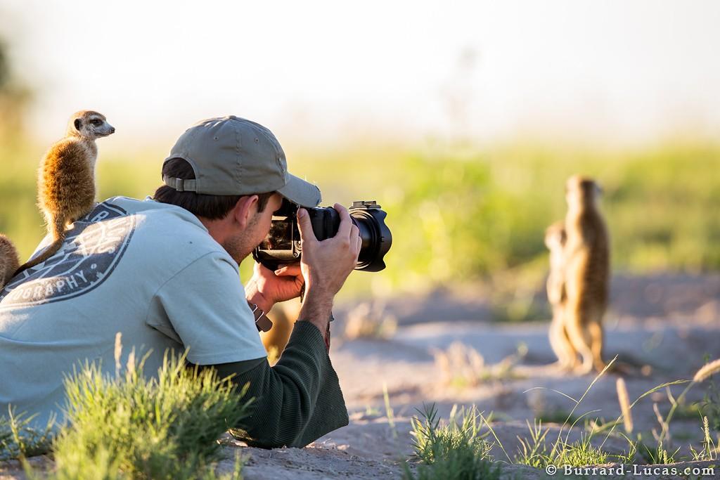 meerkats07 Дружба между сурикатами и фотографом