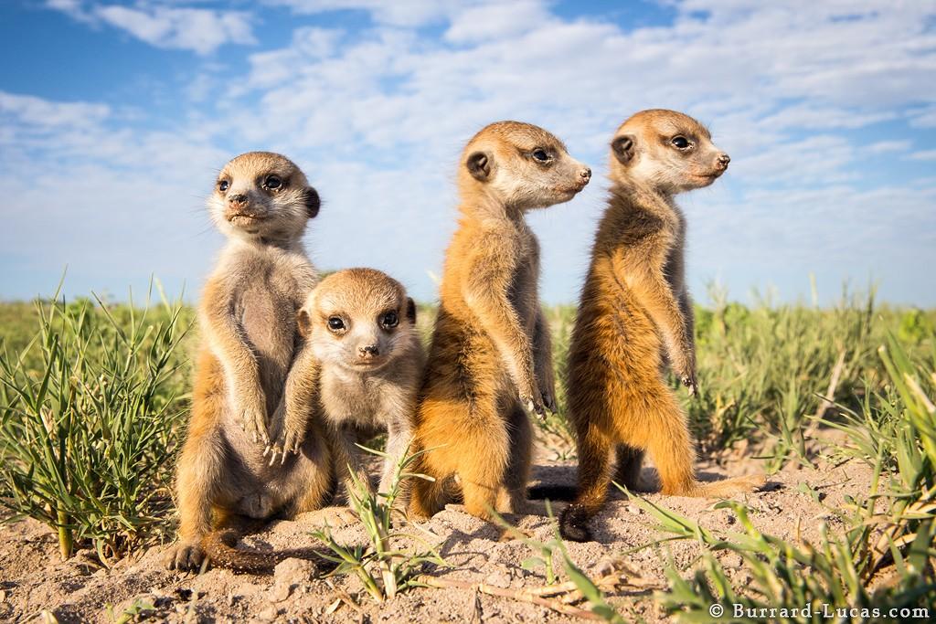 meerkats08 Дружба между сурикатами и фотографом