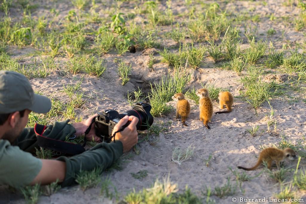 meerkats09 Дружба между сурикатами и фотографом