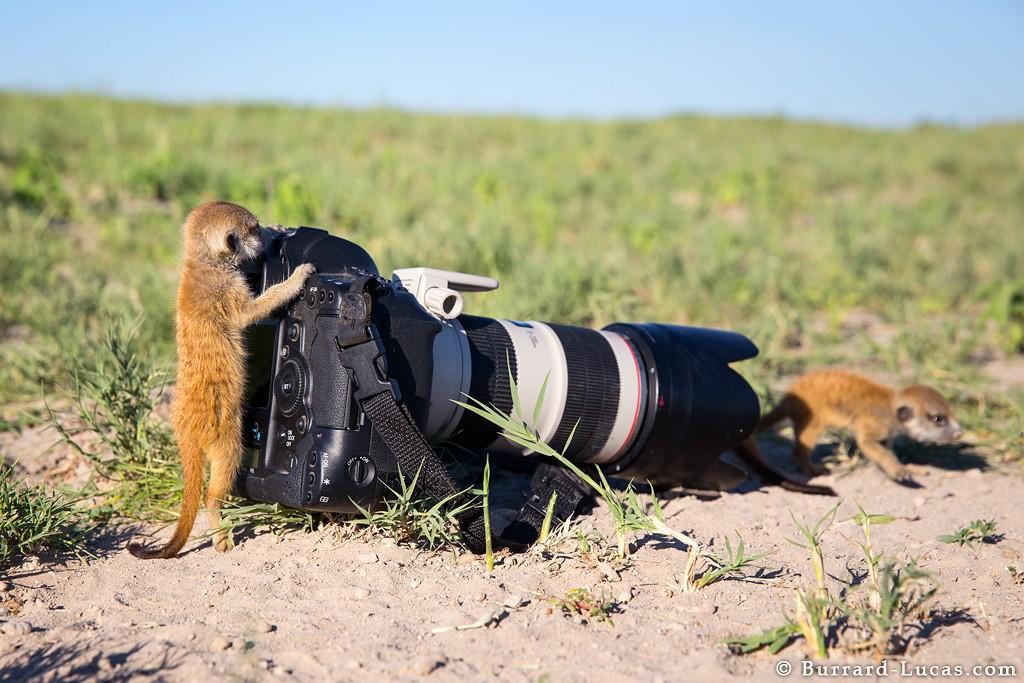 meerkats10 Дружба между сурикатами и фотографом