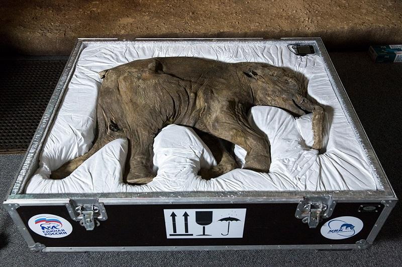 mamentenok 0 42000 летний мамонтенок прибыл в лондонский Музей естественной истории