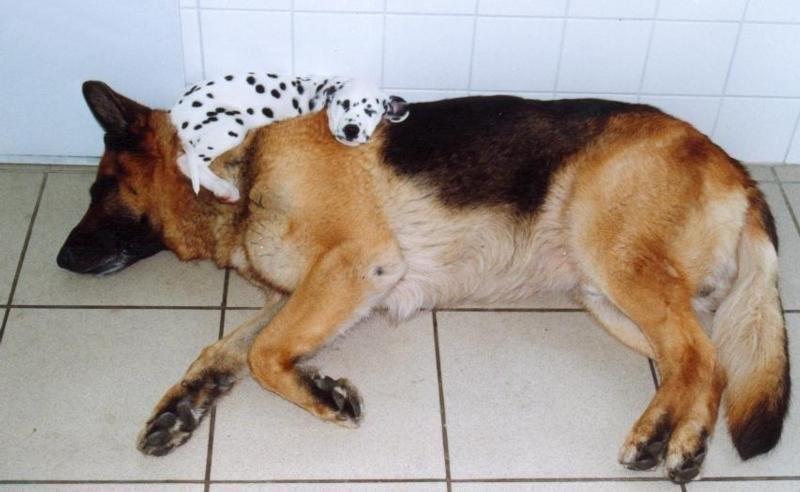 sleepydogs14 30 собак в самых невообразимых позах во сне