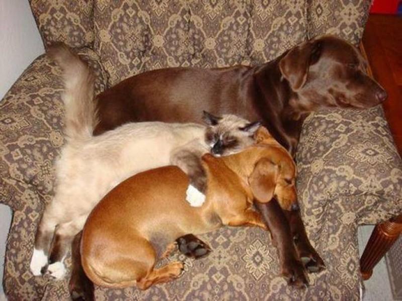 sleepydogs17 30 собак в самых невообразимых позах во сне