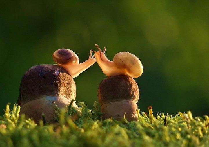 snails11 Личная жизнь улиток