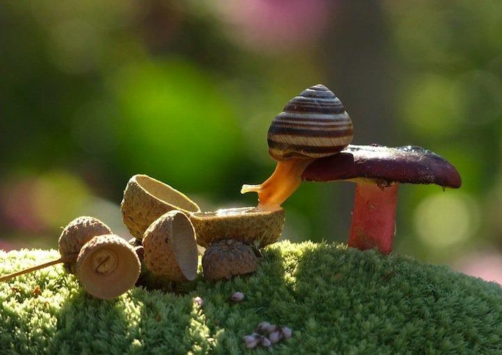 snails14 Личная жизнь улиток