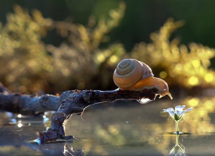 snails16 Личная жизнь улиток