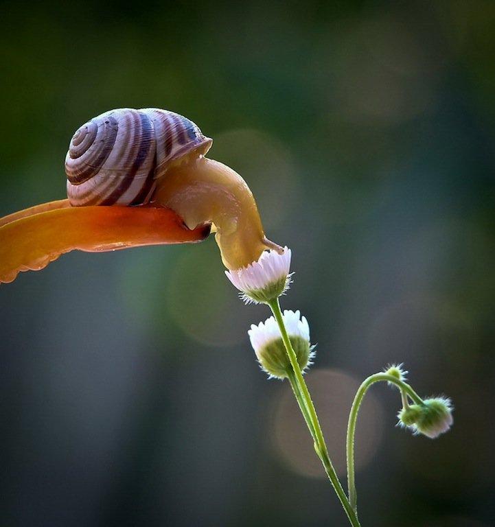 snails17 Личная жизнь улиток