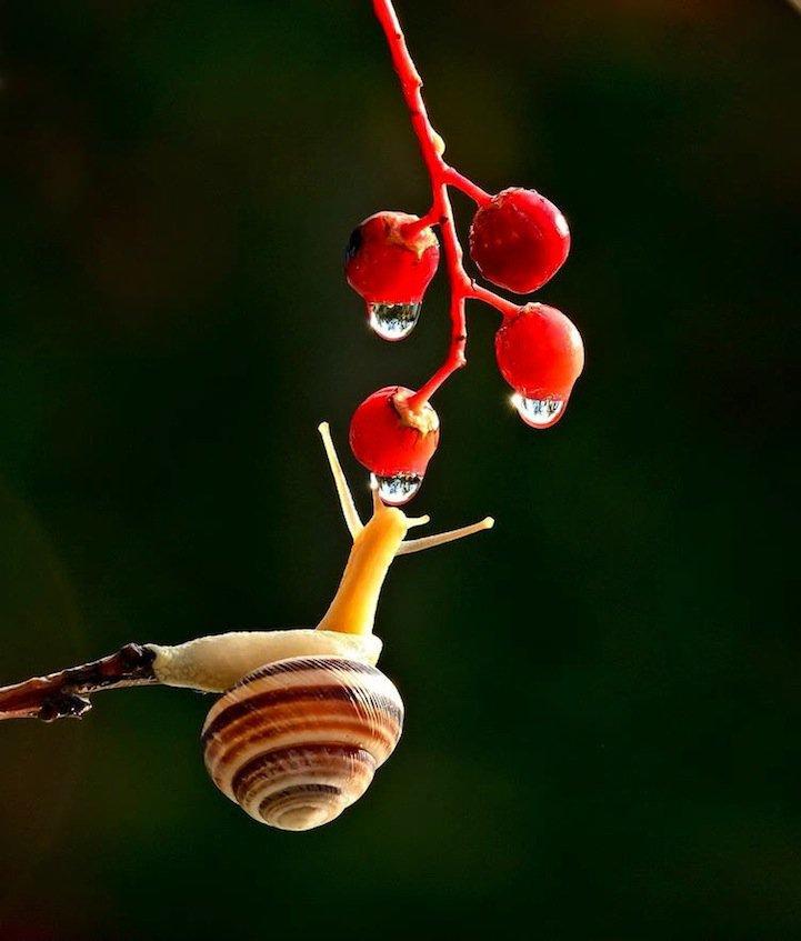 snails18 Личная жизнь улиток