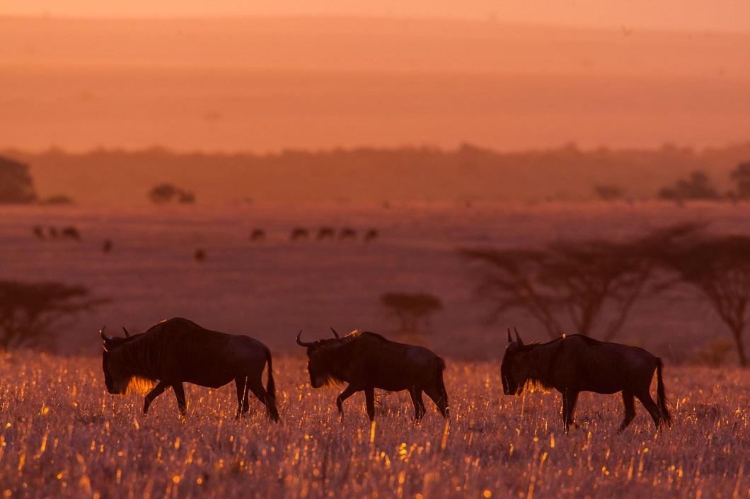 afrikanskie zakaty 11 Потрясающие африканские закаты от Пола Гольдштейна