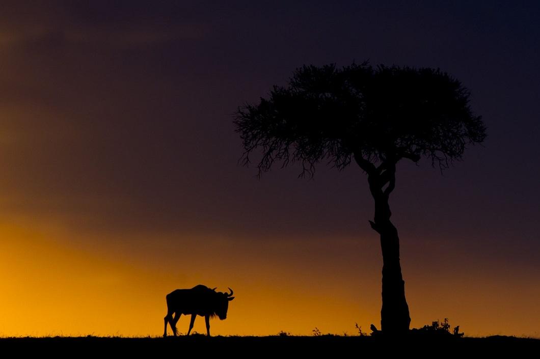 afrikanskie zakaty 14 Потрясающие африканские закаты от Пола Гольдштейна