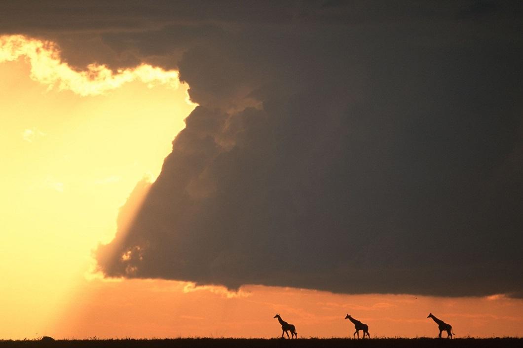 afrikanskie zakaty 5 Потрясающие африканские закаты от Пола Гольдштейна