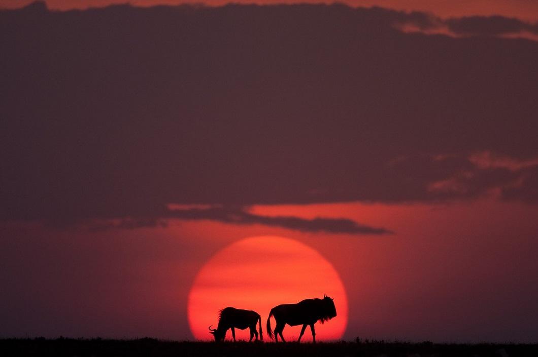 afrikanskie zakaty 6 Потрясающие африканские закаты от Пола Гольдштейна
