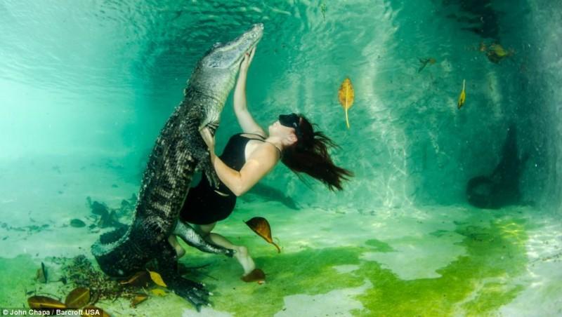alligators03 800x452 Отважные любители животных плавают со спасенными аллигаторами