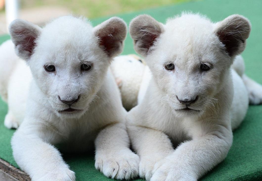 belye lvyata 2 Белые львята стали звездами частного зоопарка