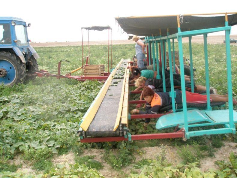 cucumbersharvest02 Сбор урожая огурцов по белорусски