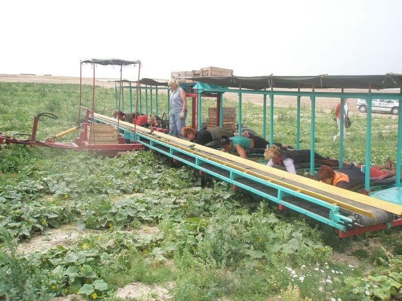 http://bigpicture.ru/wp-content/uploads/2014/06/cucumbersharvest03.jpg