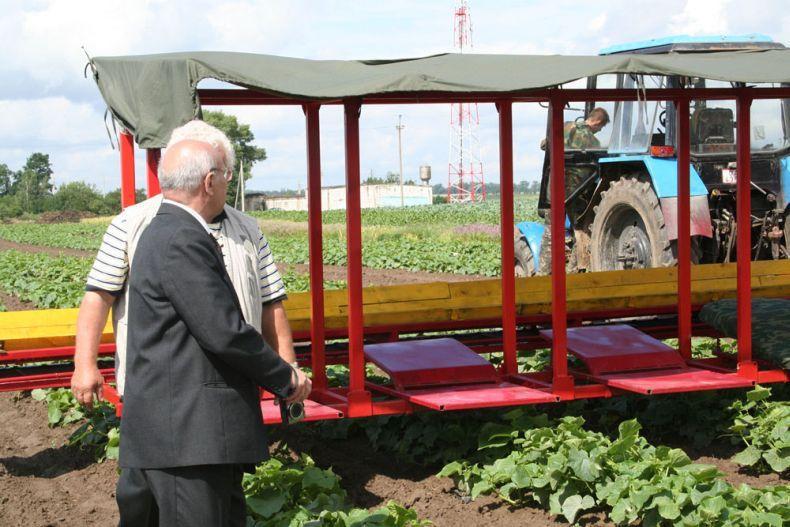 cucumbersharvest15 Сбор урожая огурцов по белорусски