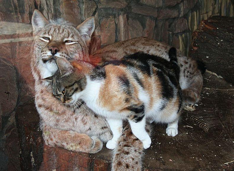 lynxcat01 Рысь и кошка — подруги из Ленинградского зоопарка