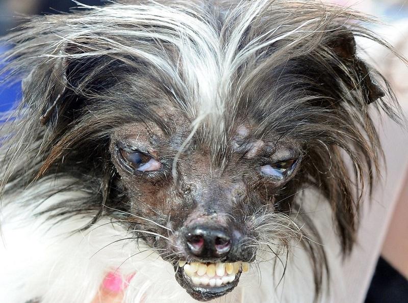 samaya urodlivaya sobaka v mire 0 Самая уродливая собака в мире 2014 года