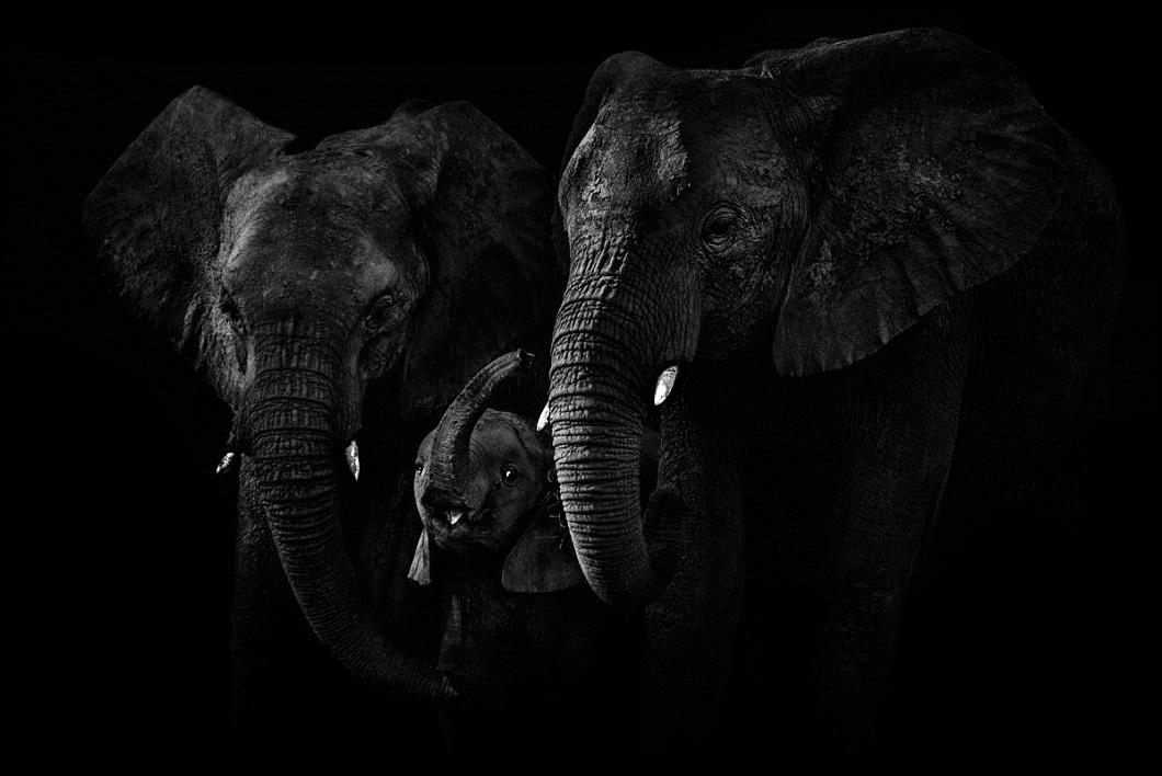 zhivotnye 14 Черно белые портреты диких животных