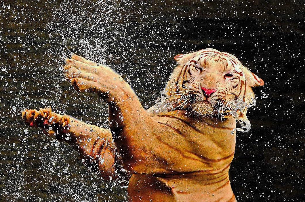 zhivotzaiyun 13 Лучшие фотографии животных со всего мира за неделю