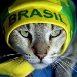 zveryata 150x150 Один день из жизни фотографа на чемпионате мира в Бразилии