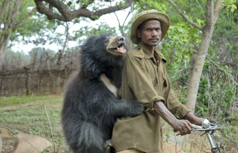  Необычный питомец: ручной медведь в индийской семье