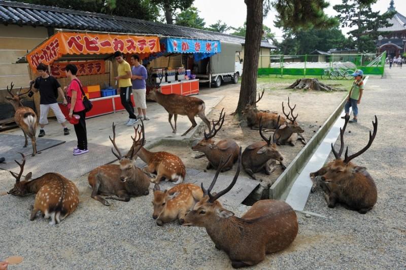 deers01 800x533 Тысячи оленей наводняют улицы японского города