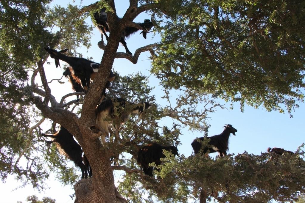 flyingoats02 Марокко: летающие (аргановые) козы на деревьях