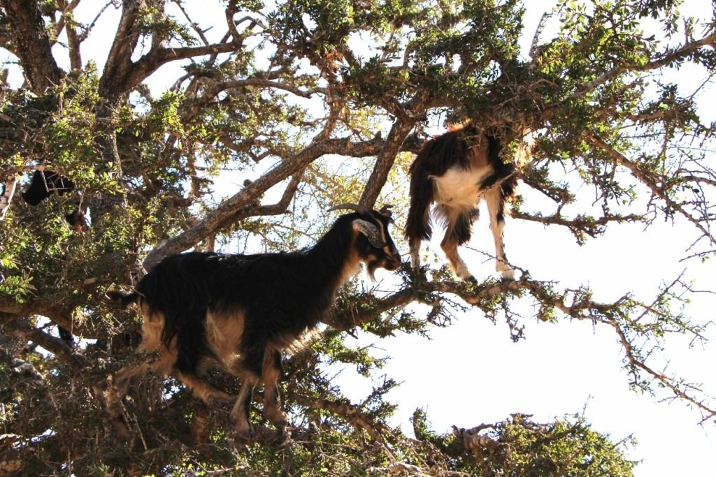flyingoats09 Марокко: летающие (аргановые) козы на деревьях