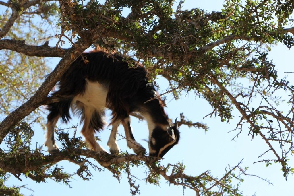 flyingoats10 Марокко: летающие (аргановые) козы на деревьях