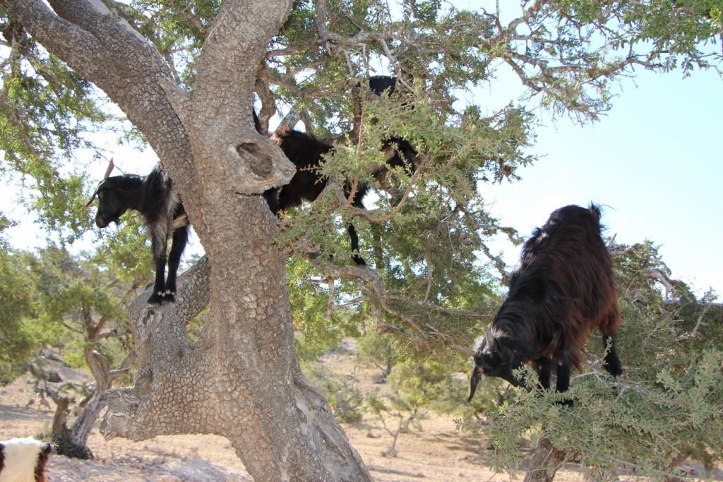 flyingoats11 Марокко: летающие (аргановые) козы на деревьях