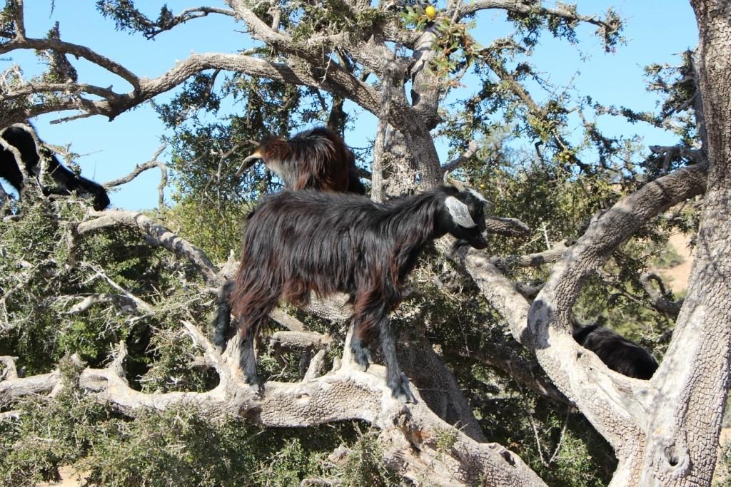 flyingoats12 Марокко: летающие (аргановые) козы на деревьях