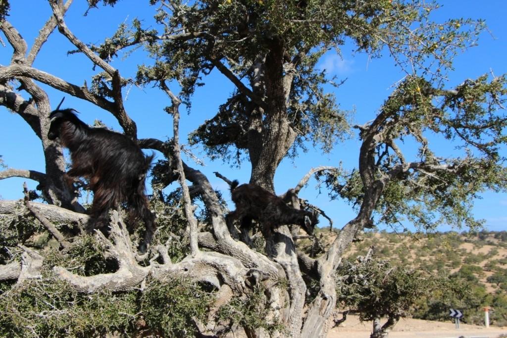 flyingoats16 Марокко: летающие (аргановые) козы на деревьях