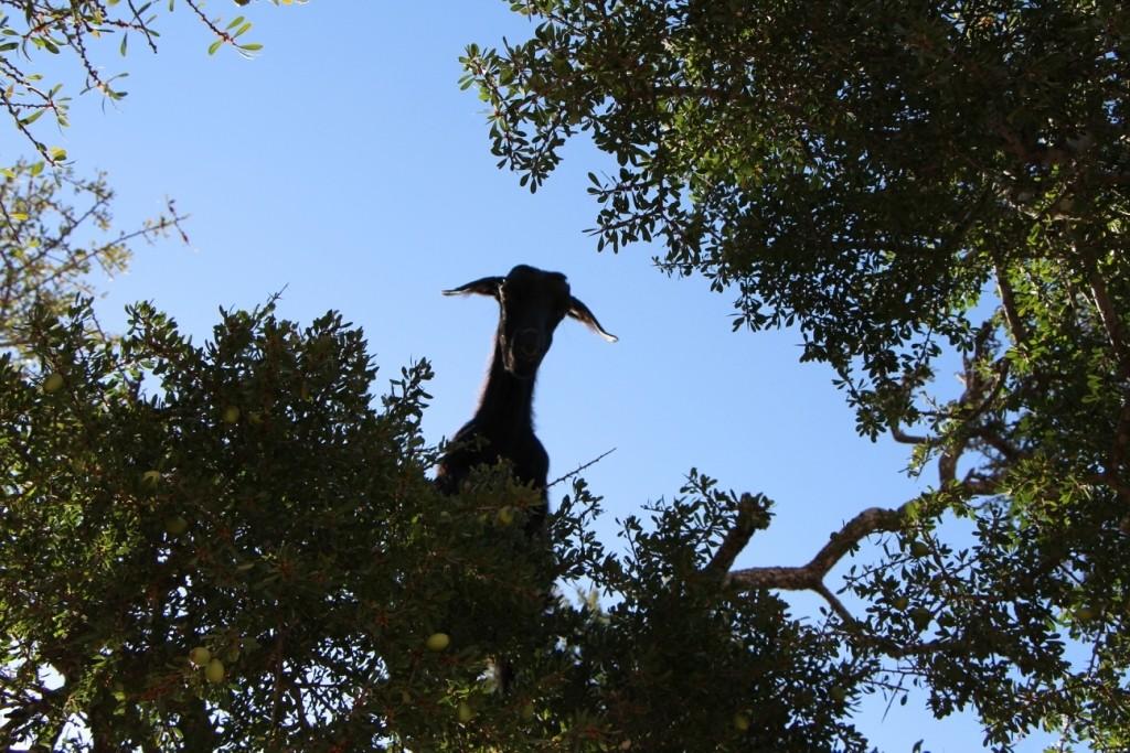 flyingoats20 Марокко: летающие (аргановые) козы на деревьях