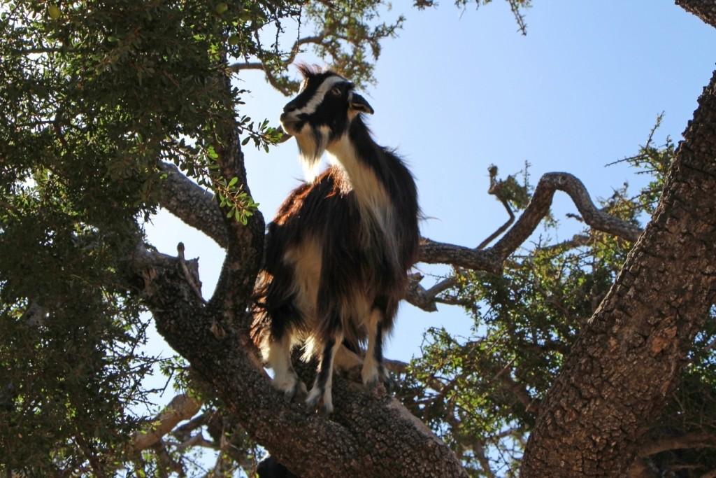 flyingoats23 Марокко: летающие (аргановые) козы на деревьях