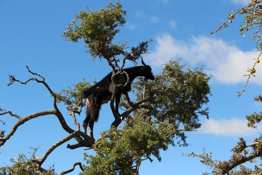 flyingoats26 Марокко: летающие (аргановые) козы на деревьях