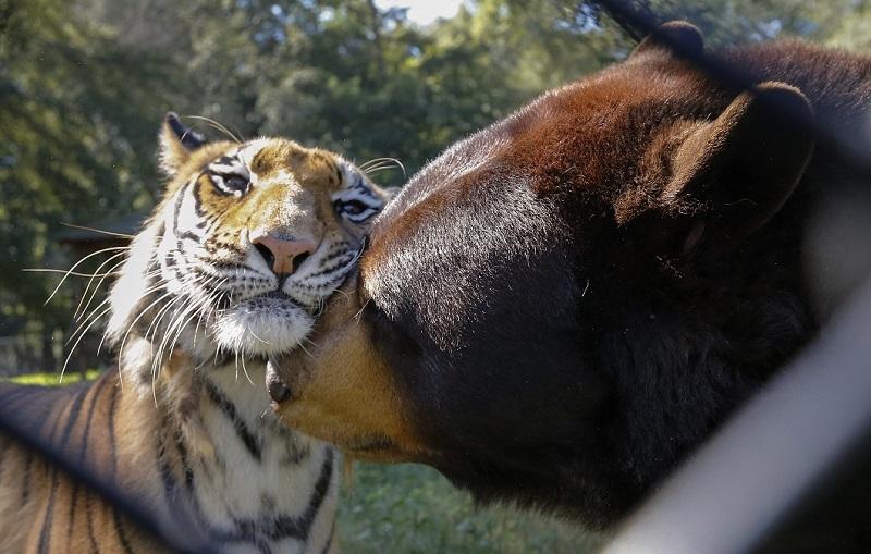  Лучшие фотографии животных со всего мира за неделю