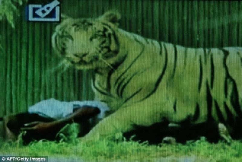 tigr napal na podrostka v indii 4 Белый тигр загрыз молодого человека в зоопарке Индии