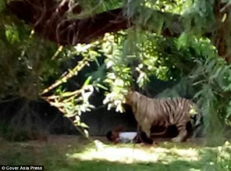 tigr napal na podrostka v indii 5 Белый тигр загрыз молодого человека в зоопарке Индии