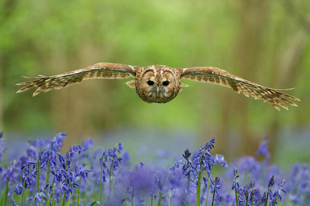 wildnature15 Победители Британского конкурса дикой природы 2014