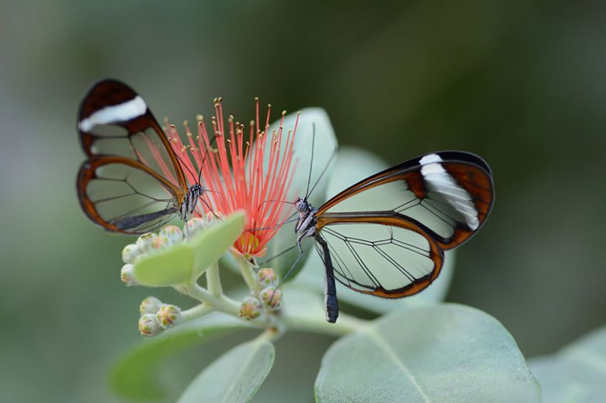 Butterflies20 19 удивительных превращений гусениц в бабочек