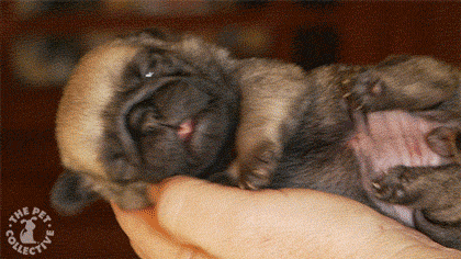 TiniestPuppies01 Мимимишность дня — 30 фото щенков, которые сделают ваш день счастливей