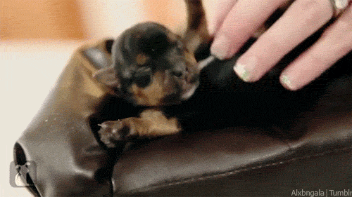 TiniestPuppies05 Мимимишность дня — 30 фото щенков, которые сделают ваш день счастливей