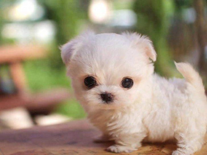 TiniestPuppies06 Мимимишность дня — 30 фото щенков, которые сделают ваш день счастливей