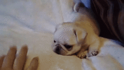 TiniestPuppies07 Мимимишность дня — 30 фото щенков, которые сделают ваш день счастливей