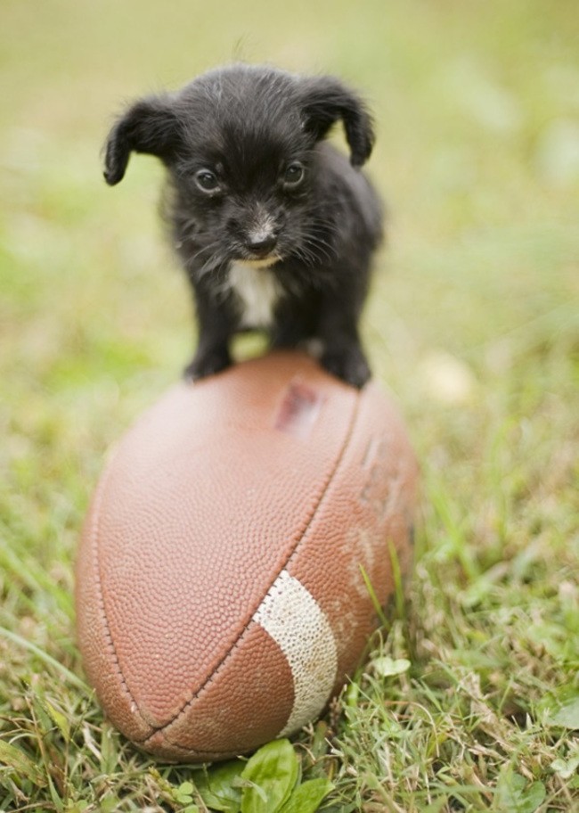 TiniestPuppies09 Мимимишность дня — 30 фото щенков, которые сделают ваш день счастливей