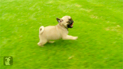 TiniestPuppies10 Мимимишность дня — 30 фото щенков, которые сделают ваш день счастливей