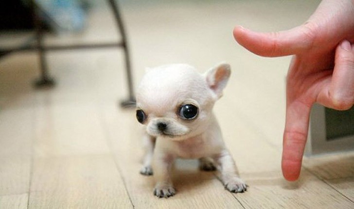 TiniestPuppies11 Мимимишность дня — 30 фото щенков, которые сделают ваш день счастливей