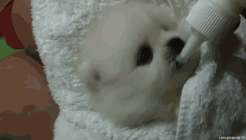 TiniestPuppies12 Мимимишность дня — 30 фото щенков, которые сделают ваш день счастливей